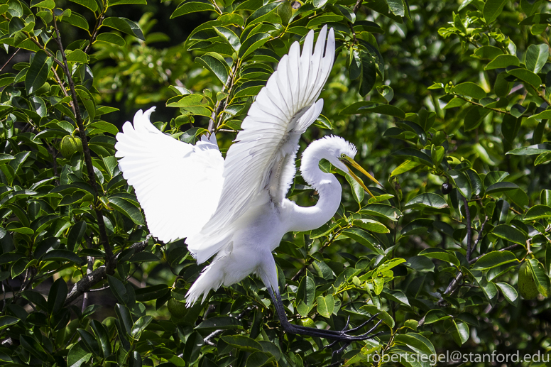 cattle egret